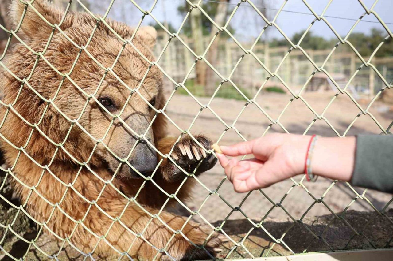 Dünya Ayı Günü’nde ayılara balkabağı pastası