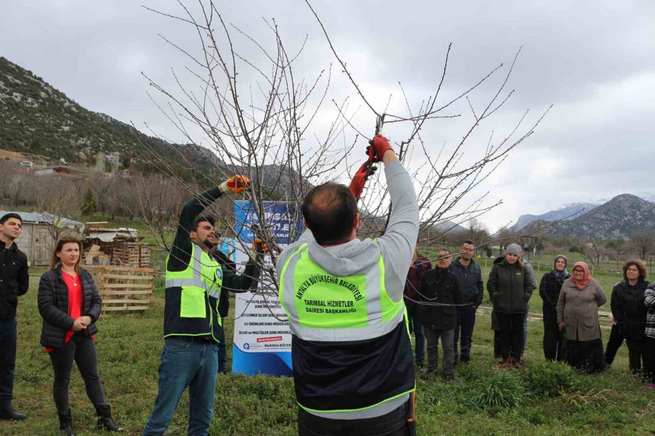 Akseki ve Demre’de budama ve aşılama eğitimi verildi