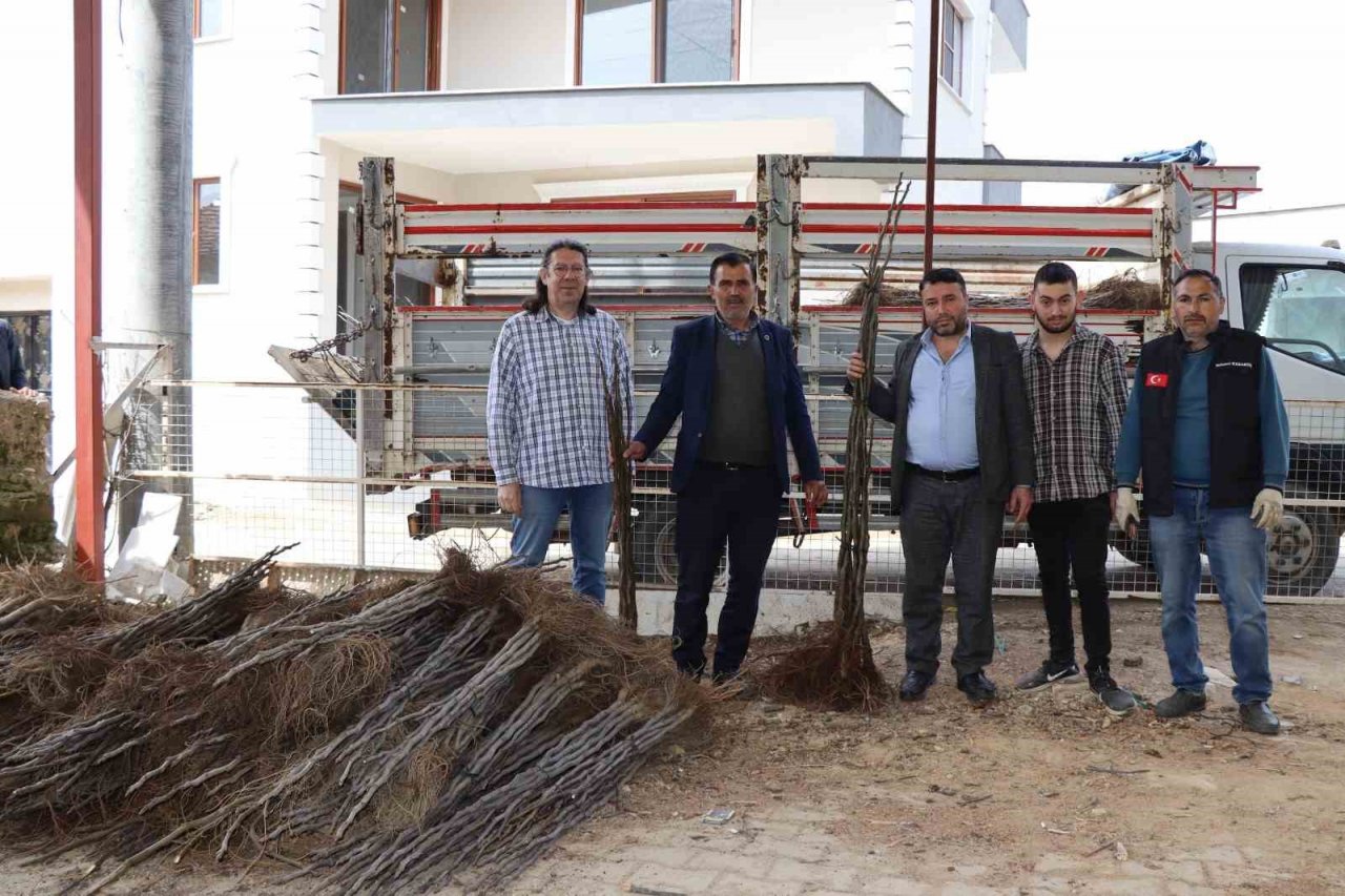 Nazilli’de 16 mahallede 10 bin incir fidanı dağıtıldı