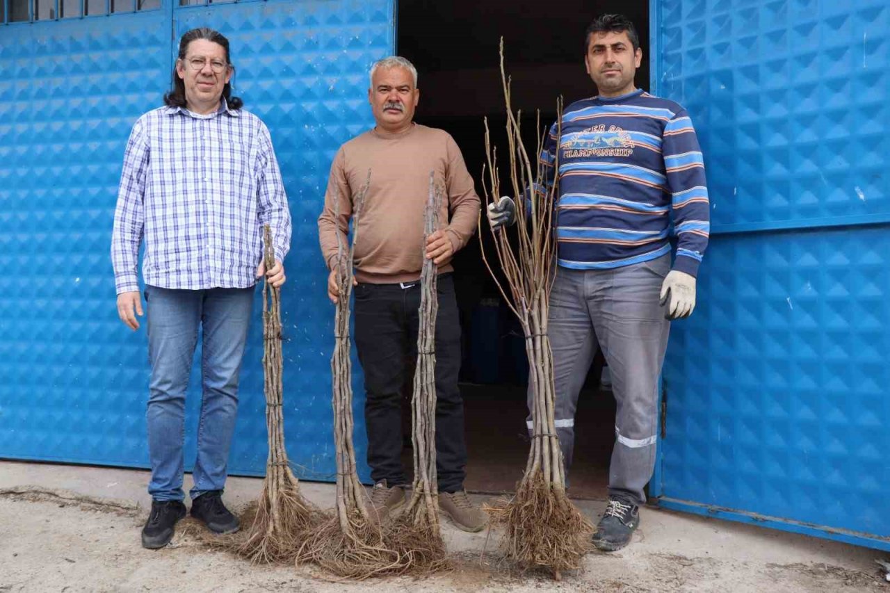 Nazilli’de 16 mahallede 10 bin incir fidanı dağıtıldı