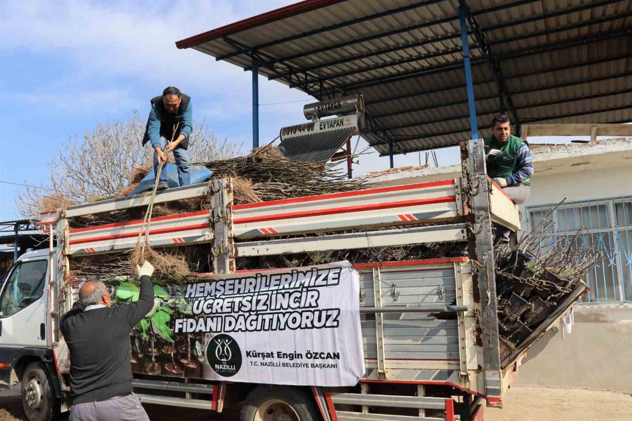 Nazilli’de 16 mahallede 10 bin incir fidanı dağıtıldı