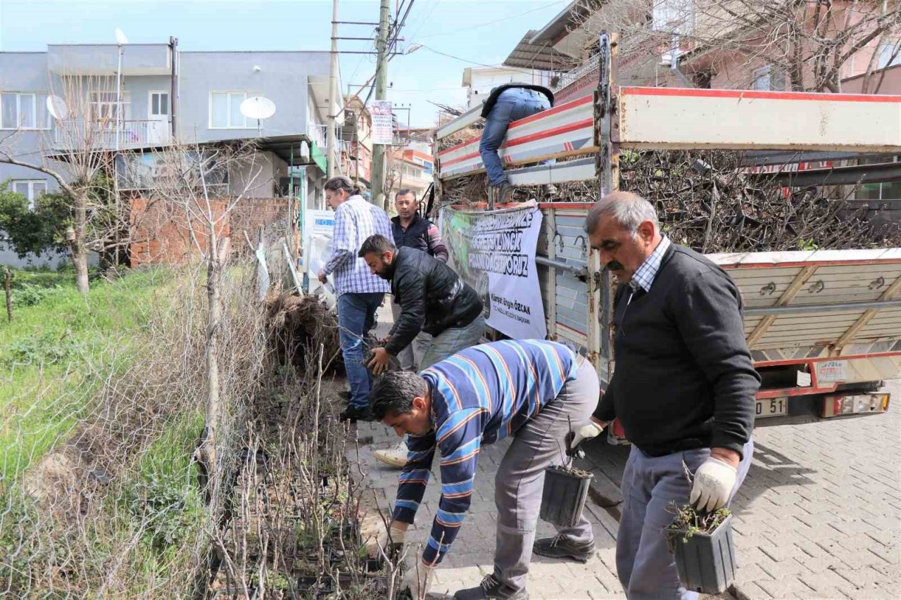 Nazilli’de 16 mahallede 10 bin incir fidanı dağıtıldı