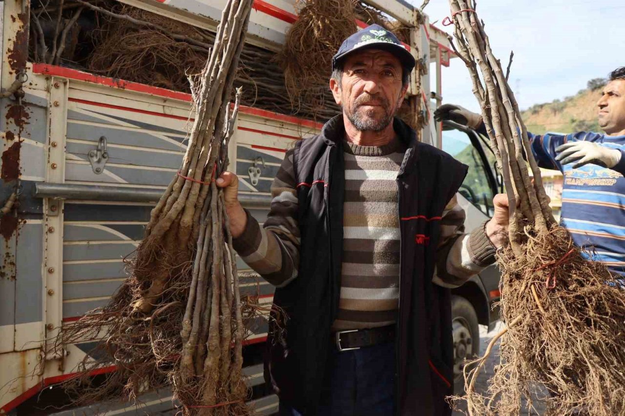 Nazilli’de 16 mahallede 10 bin incir fidanı dağıtıldı