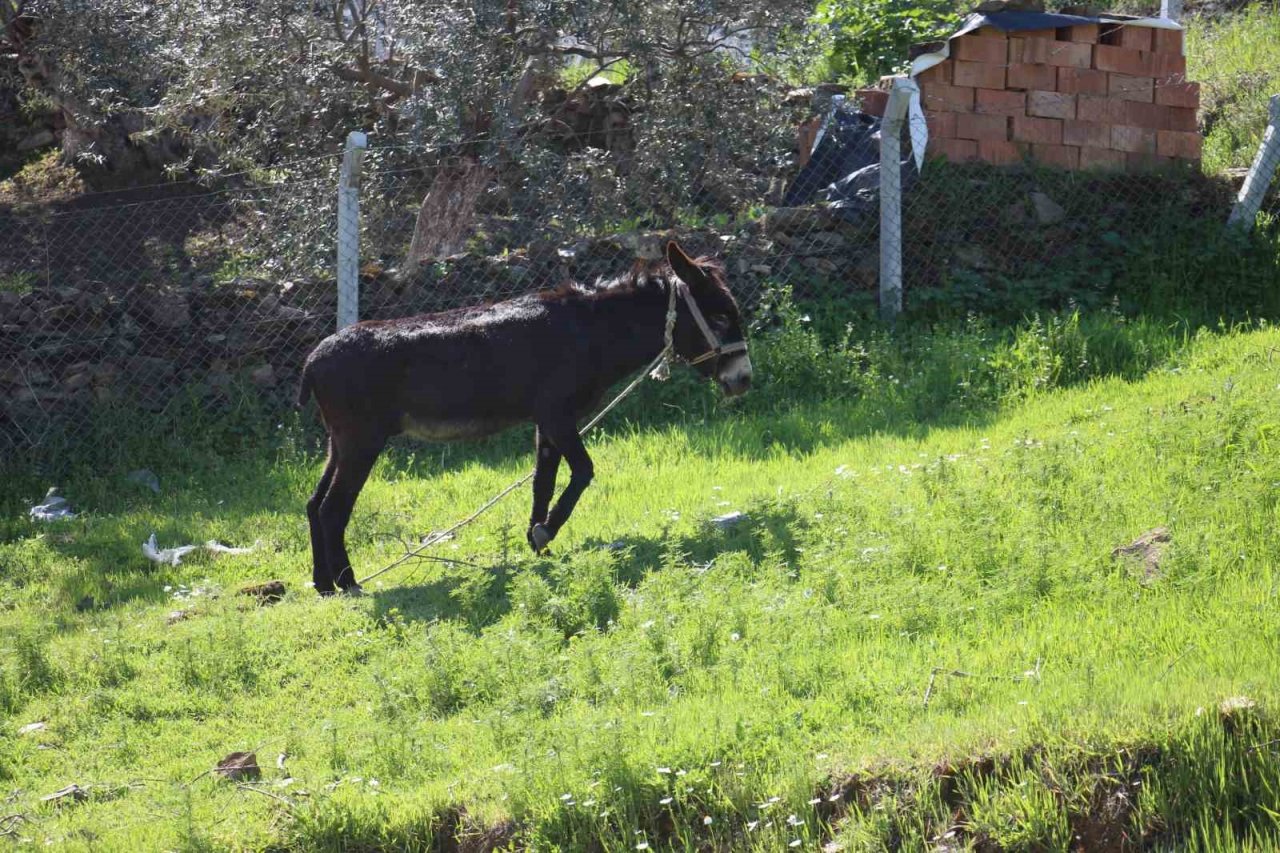 Çocukların yokluğunda parklar eşeklere kaldı