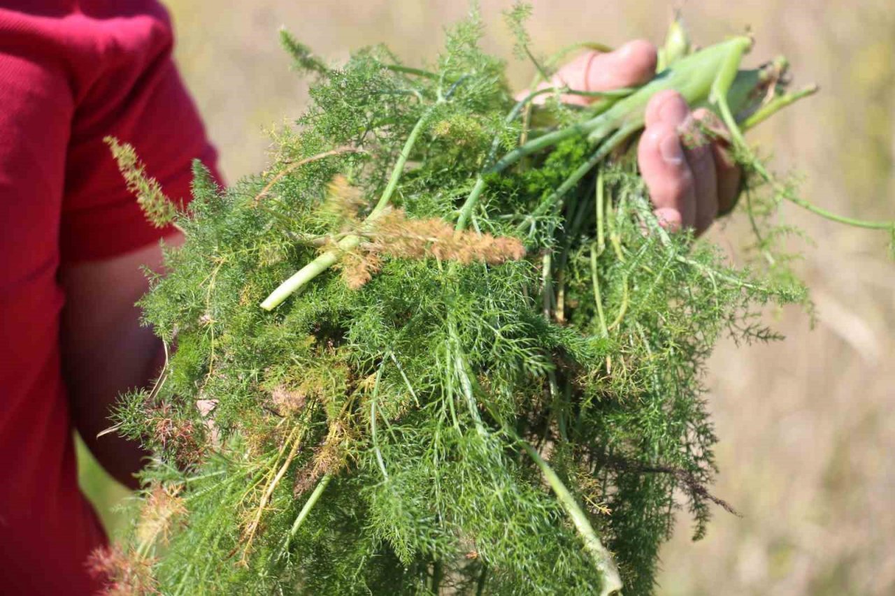 Yol kenarından topladığı otlardan para kazanıyor