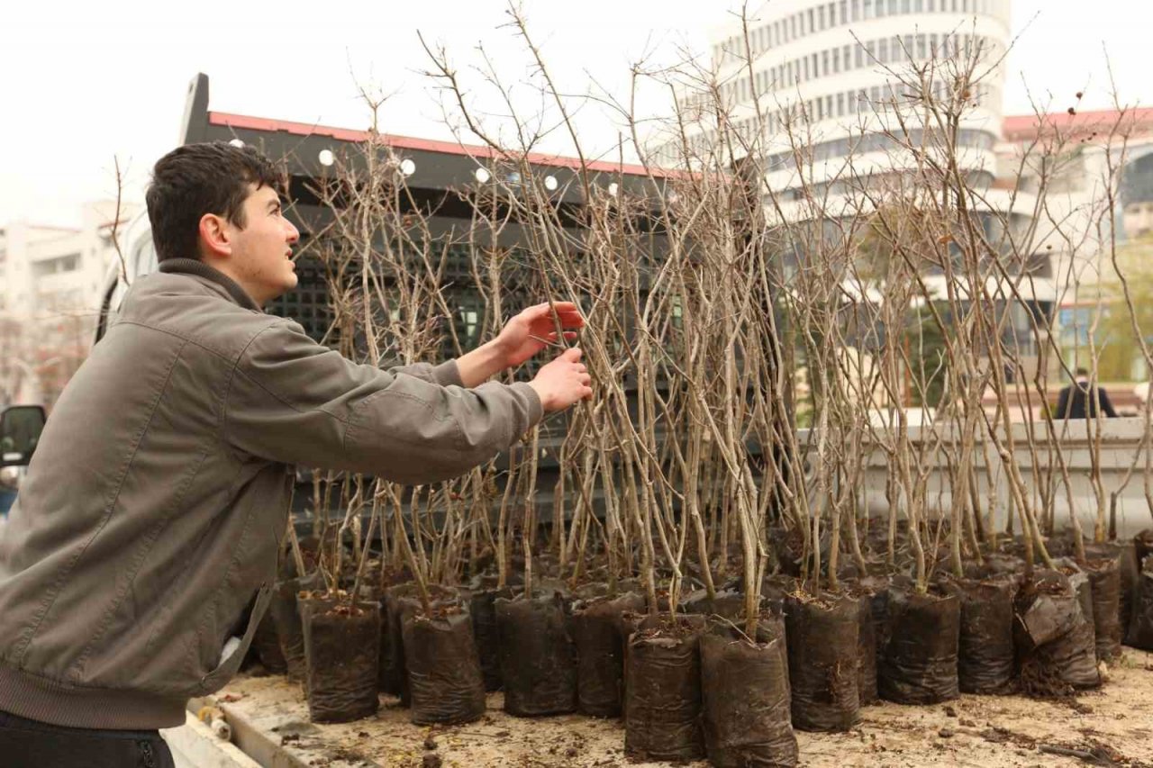 Bolu’da 4 bin adet fidan ücretsiz dağıtıldı