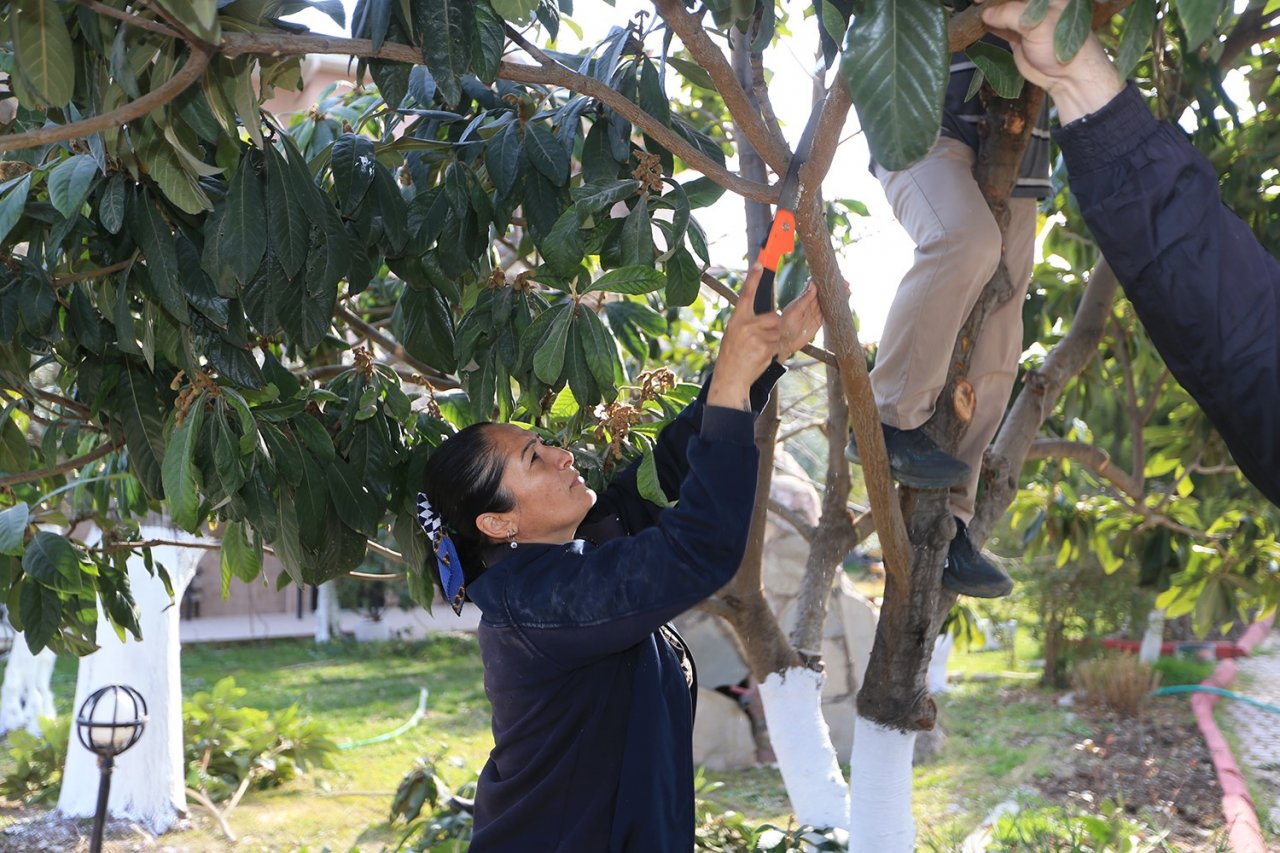 Pamukkale Belediyesinden budama ve aşılama kursu