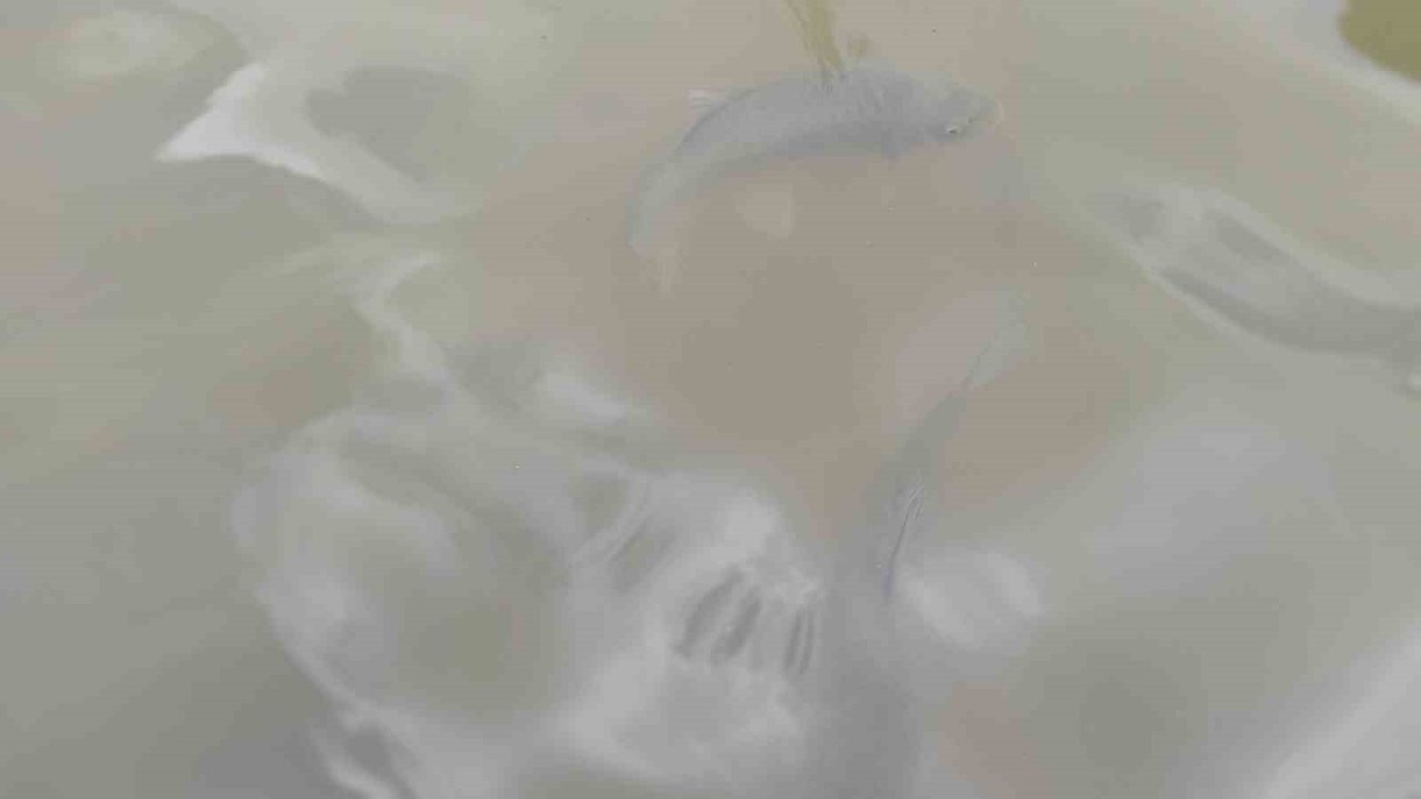 Balıklıgöl’ün suyu berraklaşıyor