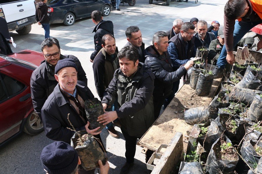 Bin adet Ihlamur fidanı dağıtıldı
