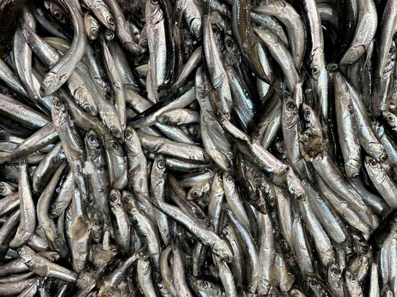 Balıkçı tezgahlarında çeşit arttı, fiyat düştü