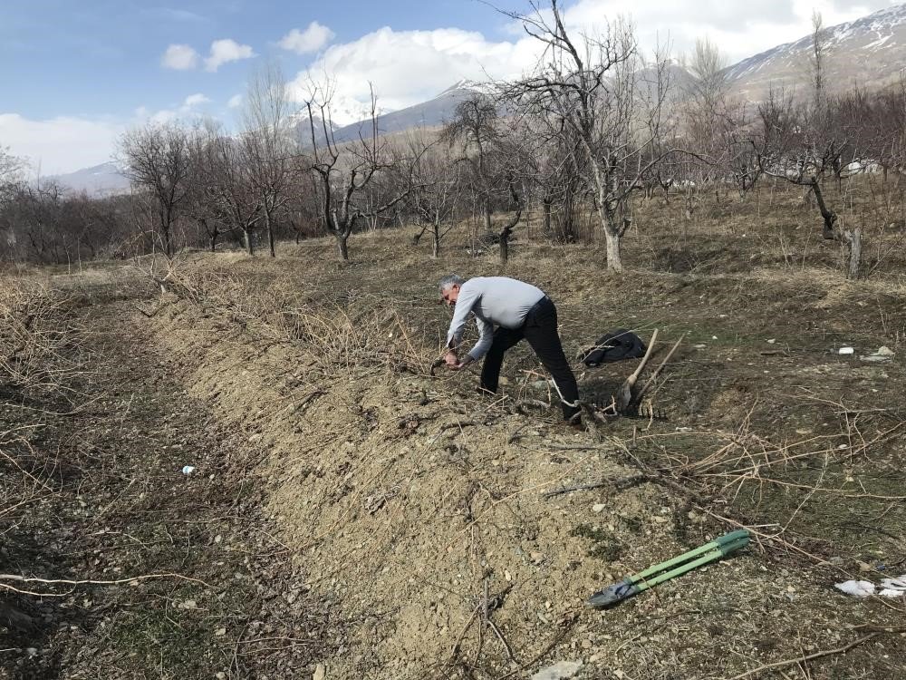 Üzüm bağlarında ilkbahar bakımı