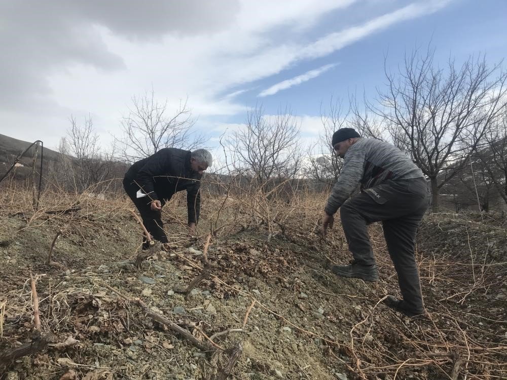Üzüm bağlarında ilkbahar bakımı