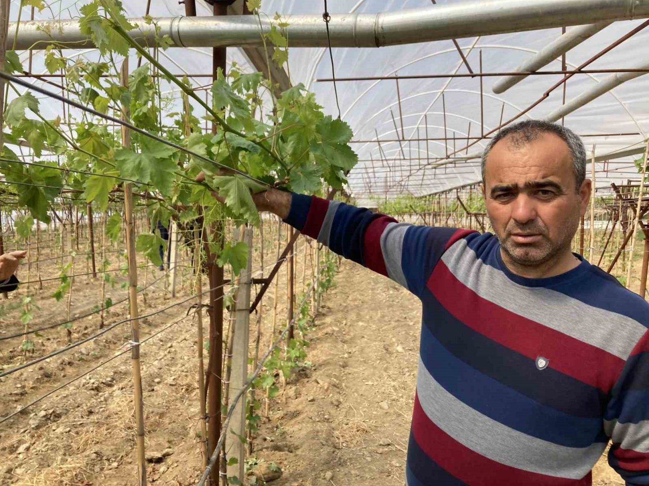 Sarıgöl’de ilk kez örtüaltı üzüm yetiştirildi