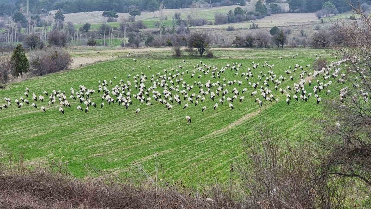 Göçmen leylekler Domaniç’te mola verdi
