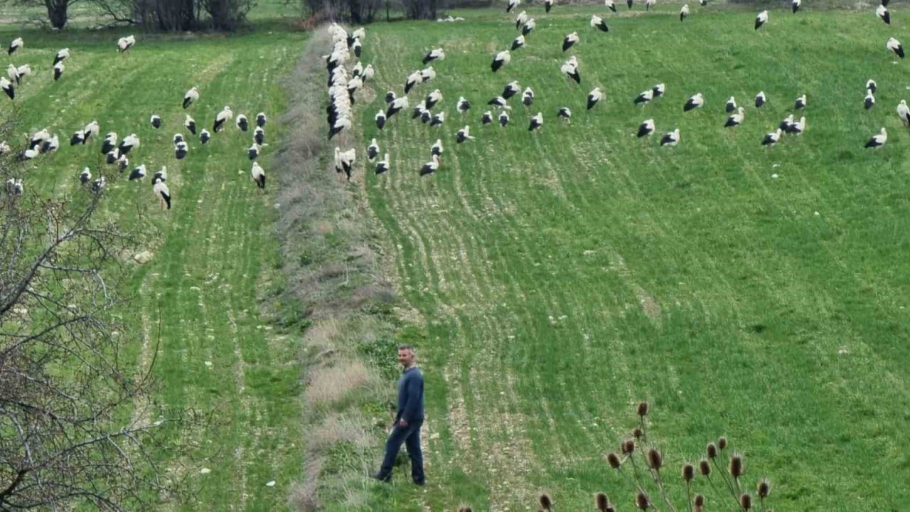Göçmen leylekler Domaniç’te mola verdi
