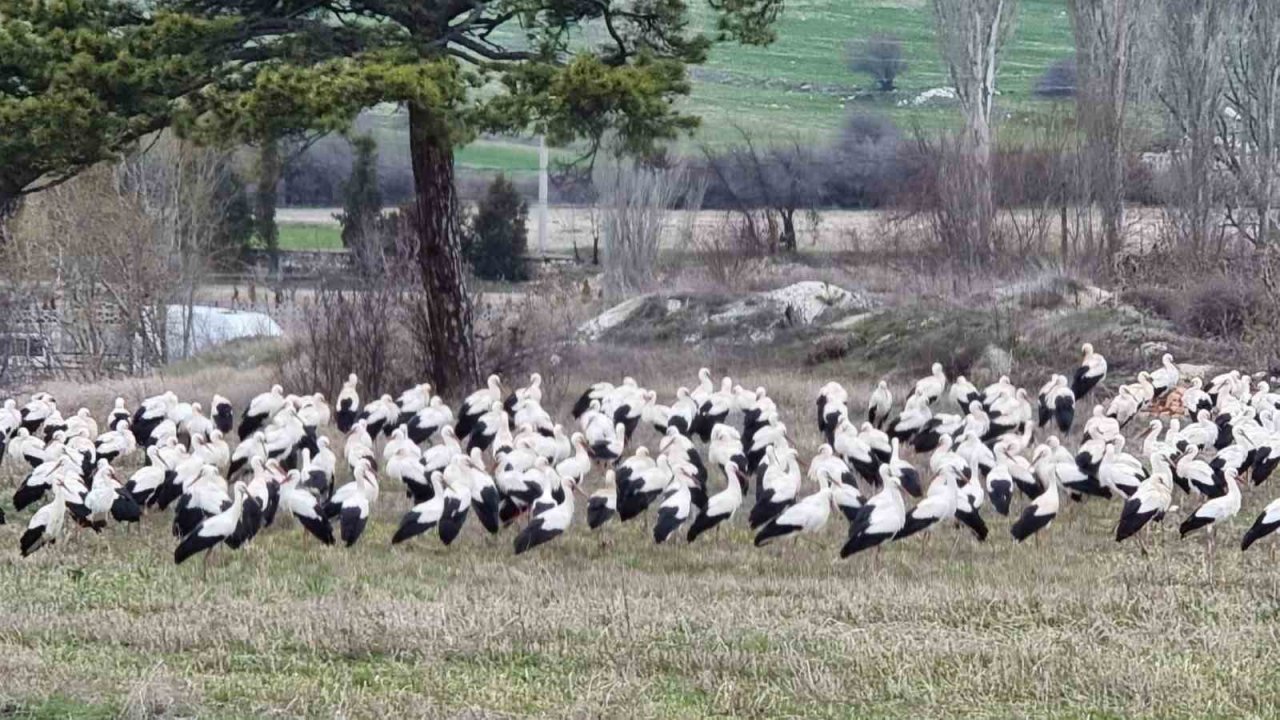 Göçmen leylekler Domaniç’te mola verdi