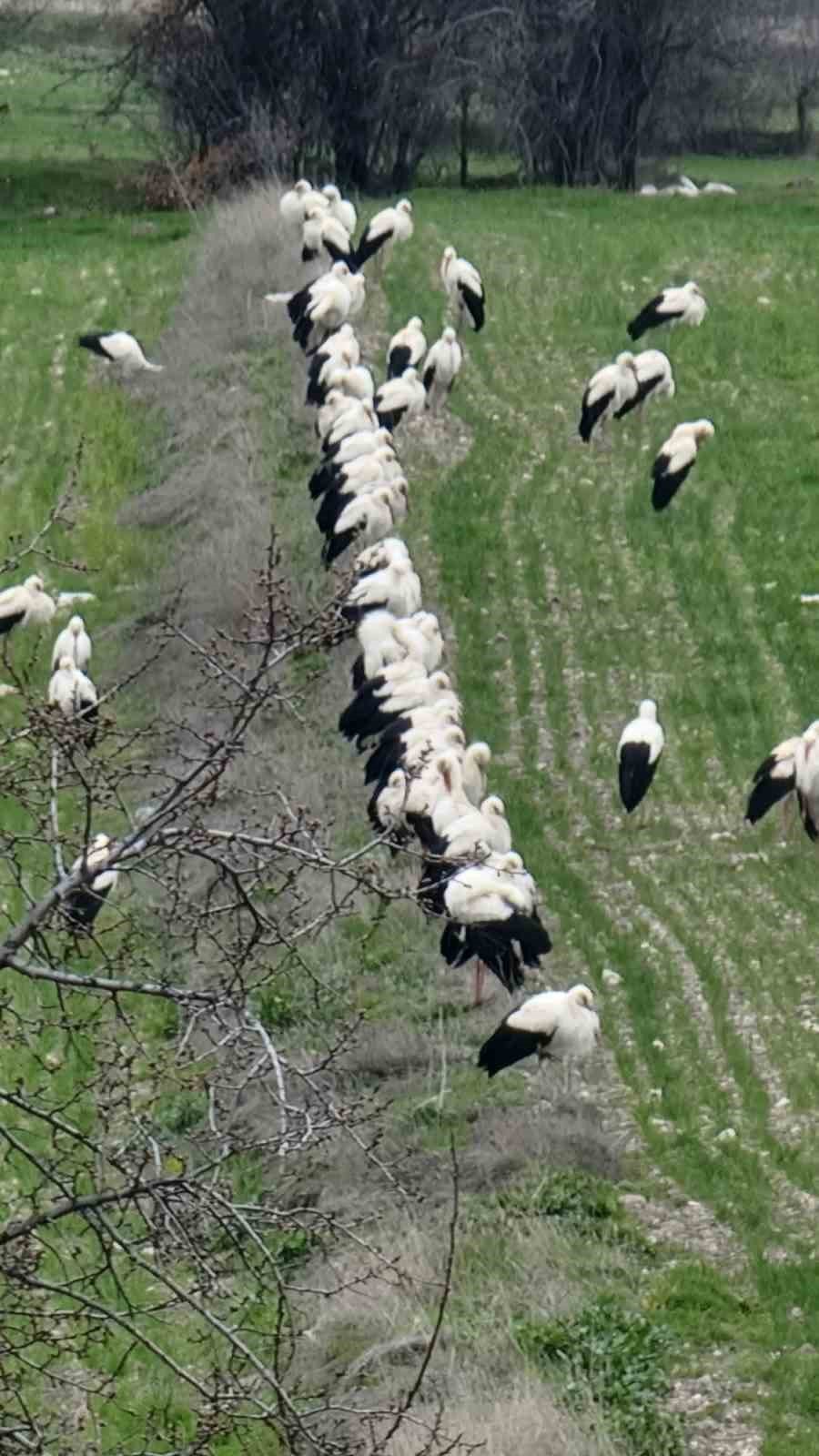 Göçmen leylekler Domaniç’te mola verdi