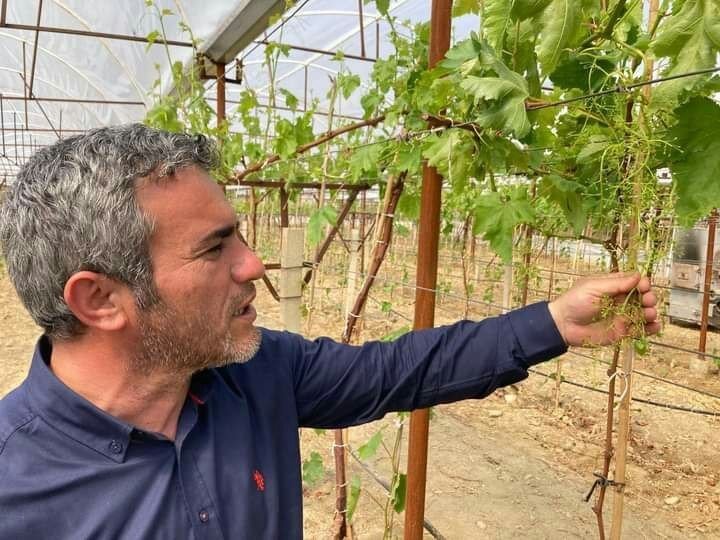 Sarıgöl’de ilk kez örtüaltı üzüm yetiştirildi
