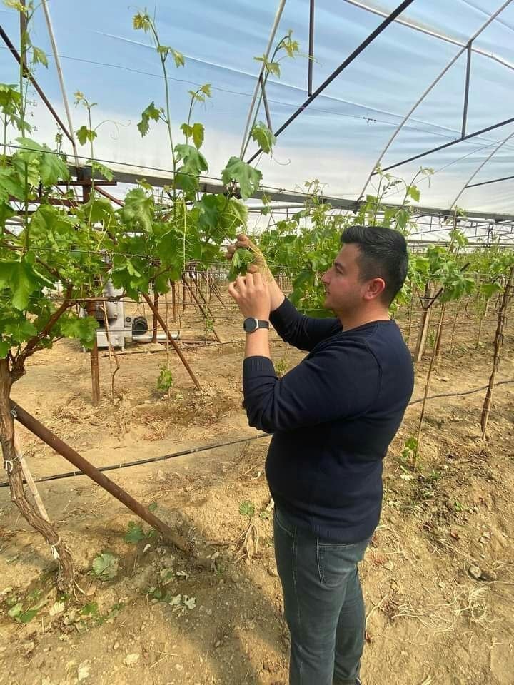 Sarıgöl’de ilk kez örtüaltı üzüm yetiştirildi