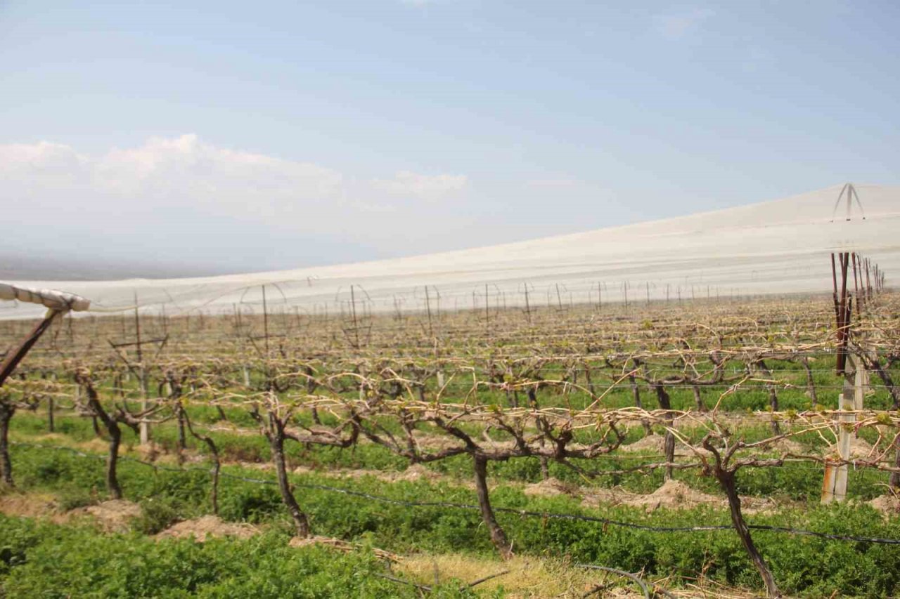 Sarıgöl’de ilk kez örtüaltı üzüm yetiştirildi