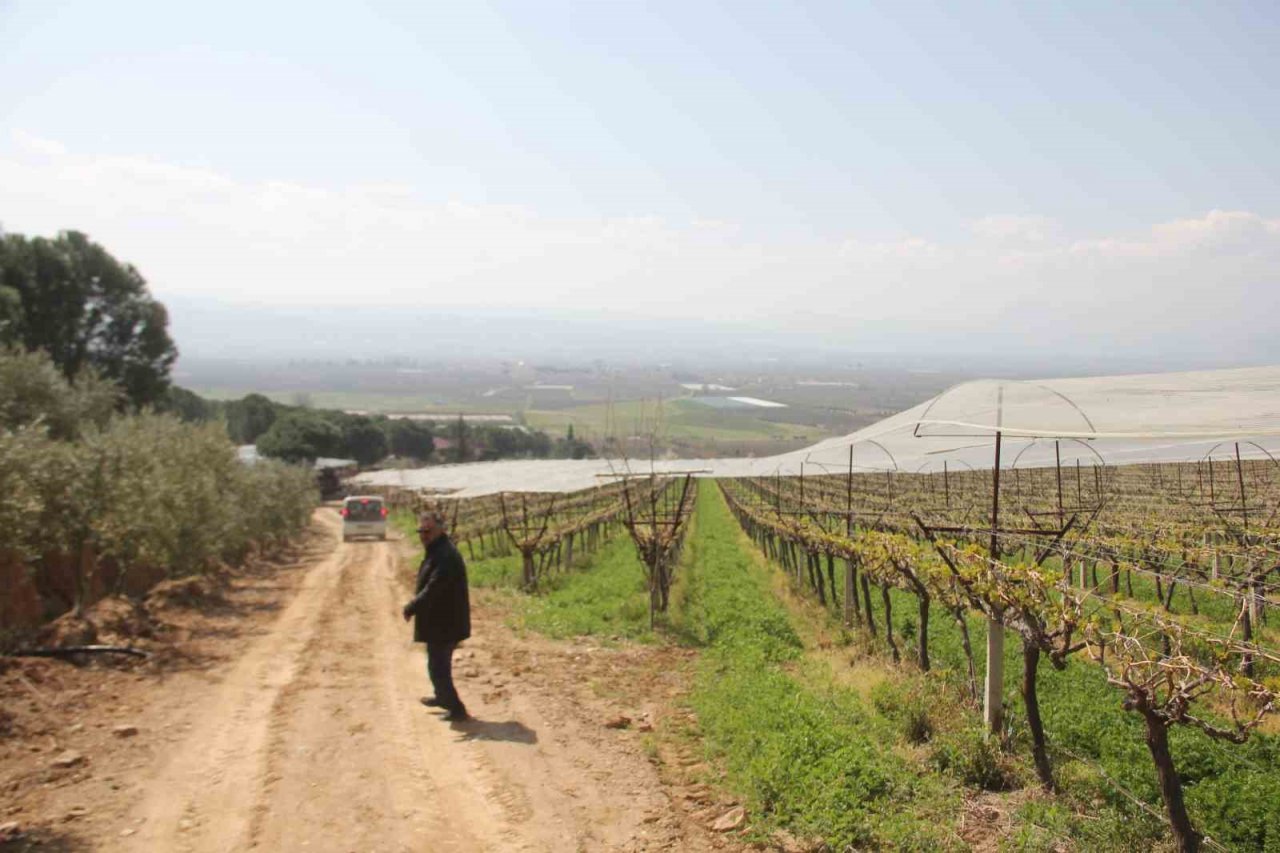 Sarıgöl’de ilk kez örtüaltı üzüm yetiştirildi