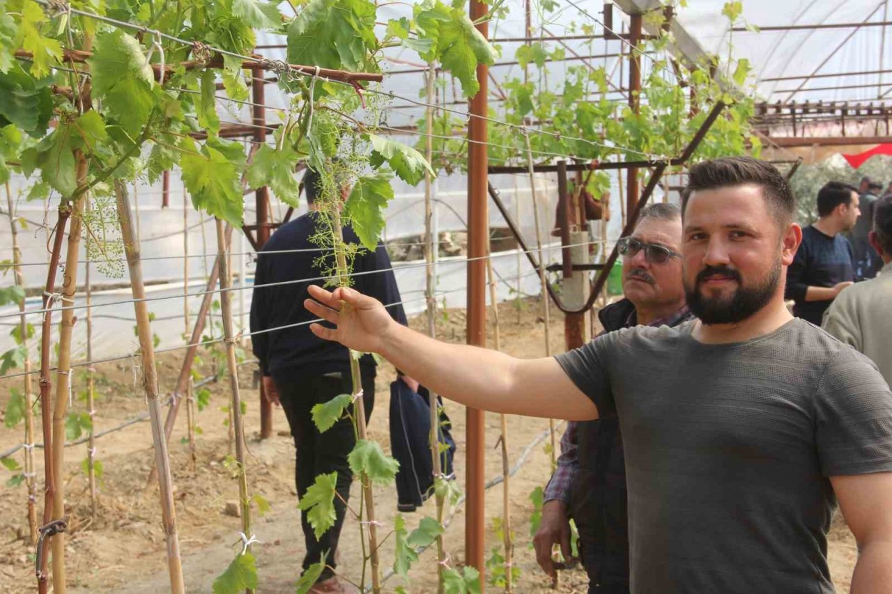 Sarıgöl’de ilk kez örtüaltı üzüm yetiştirildi