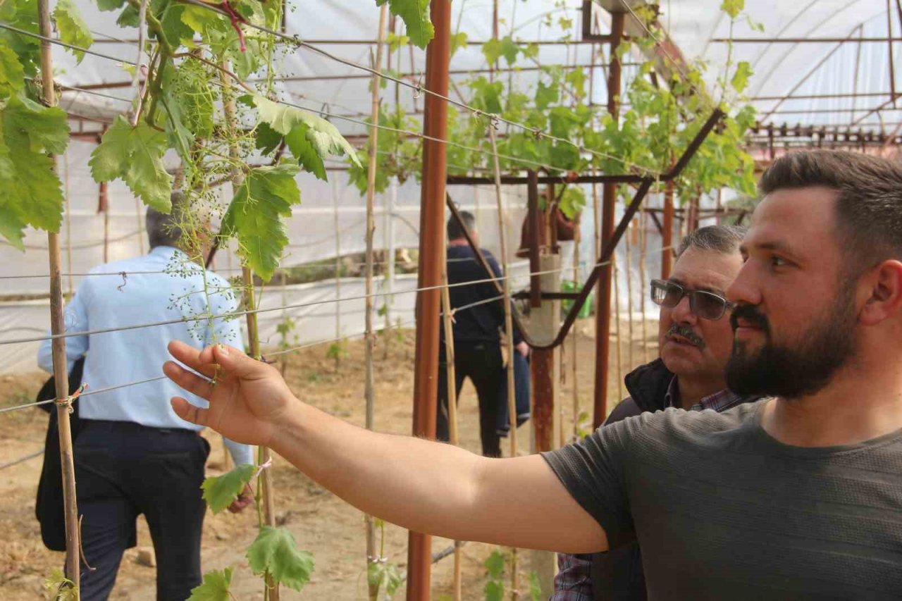 Sarıgöl’de ilk kez örtüaltı üzüm yetiştirildi