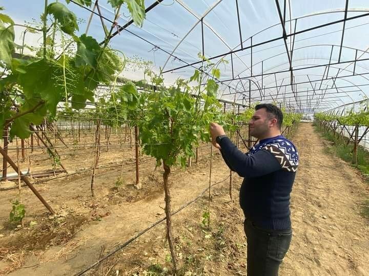Sarıgöl’de ilk kez örtüaltı üzüm yetiştirildi