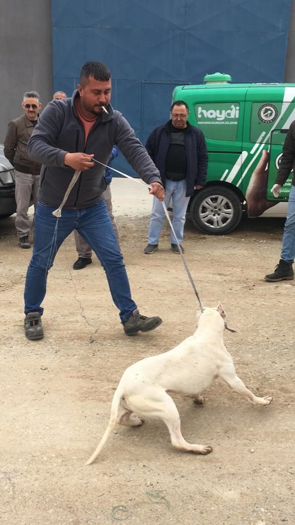 Yasaklı cins köpek barınağa teslim edildi