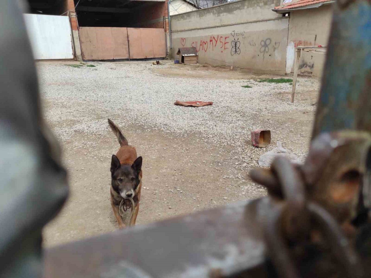 Yasaklı cins köpek barınağa teslim edildi