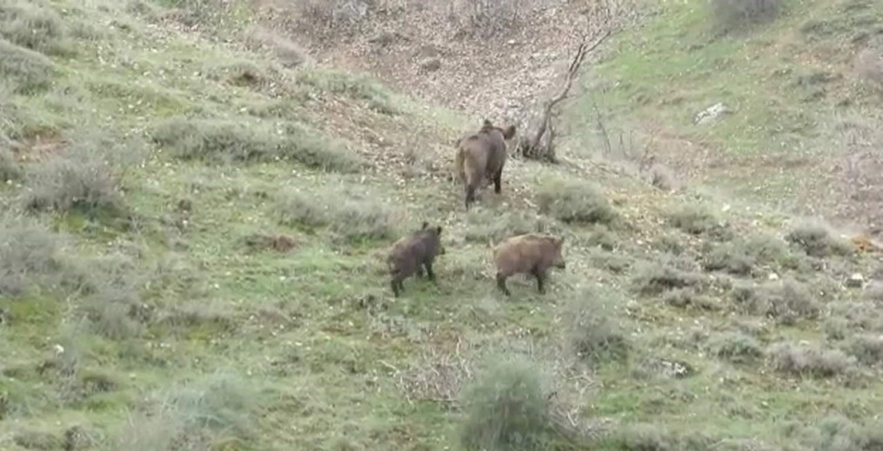 Siirt’te yemek arayan domuz sürüsü görüntülendi