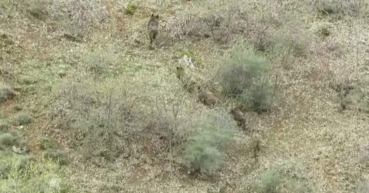 Siirt’te yemek arayan domuz sürüsü görüntülendi