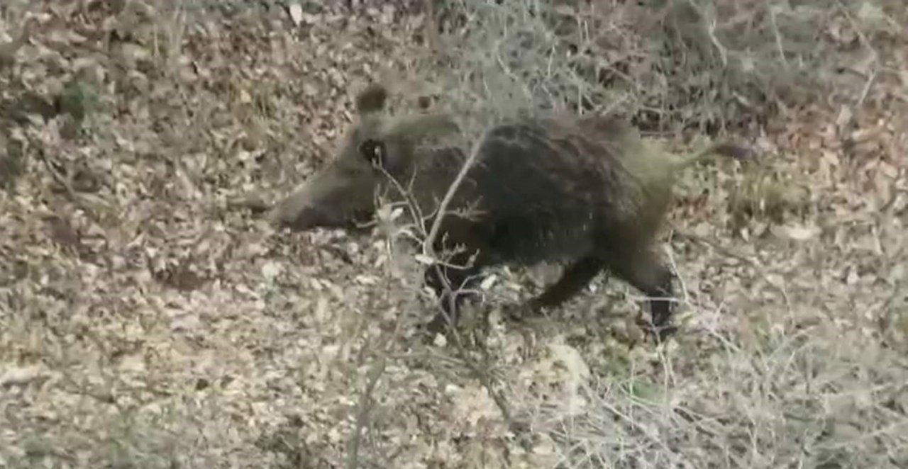 Siirt’te yemek arayan domuz sürüsü görüntülendi