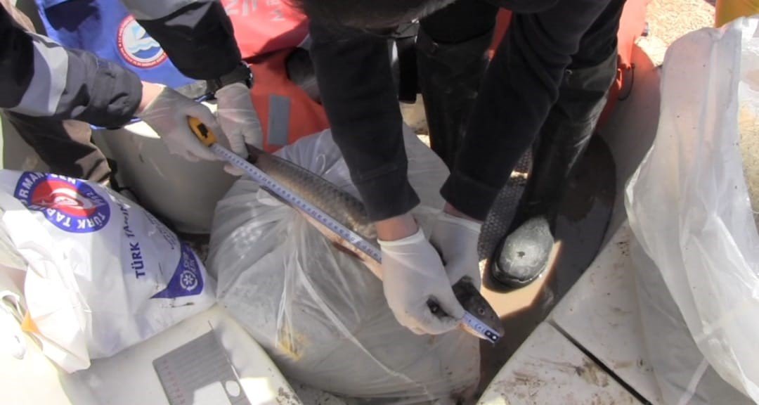 Prof. Dr. Veysel Eroğlu Ilısu Barajı’nda balık stok verim tahmin çalışmaları yapıldı