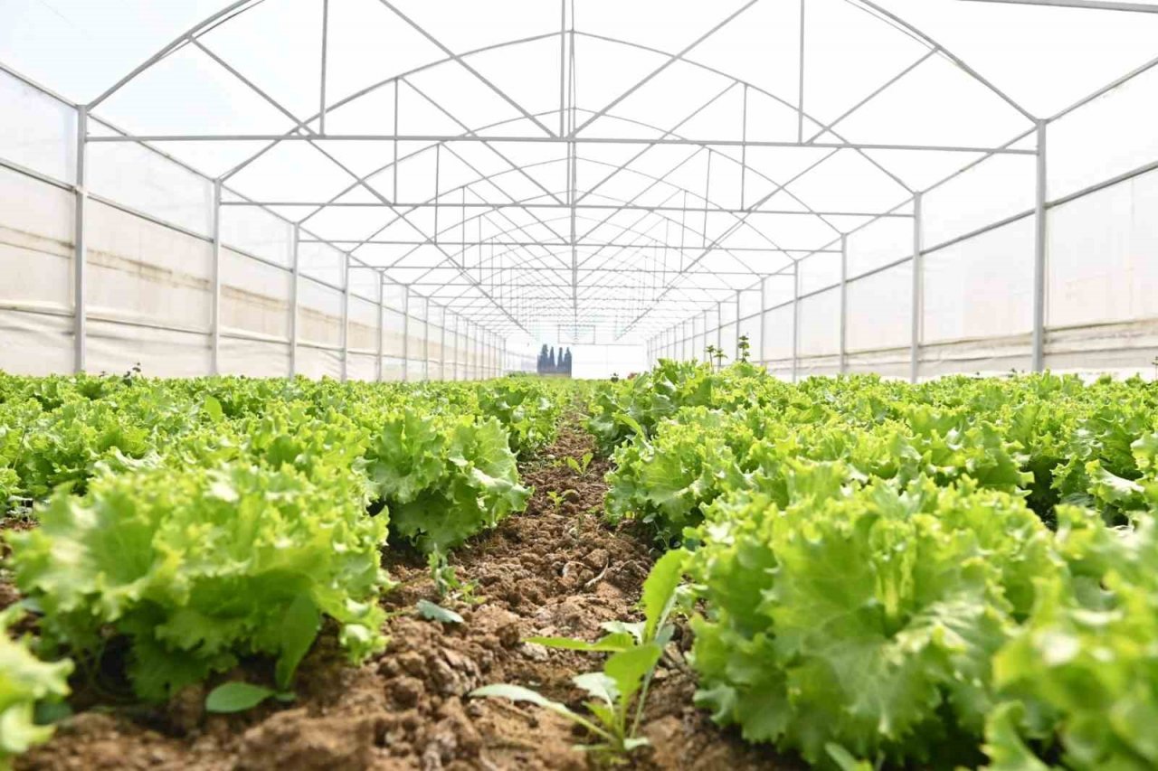 Tarım Vadisi yeşilleniyor