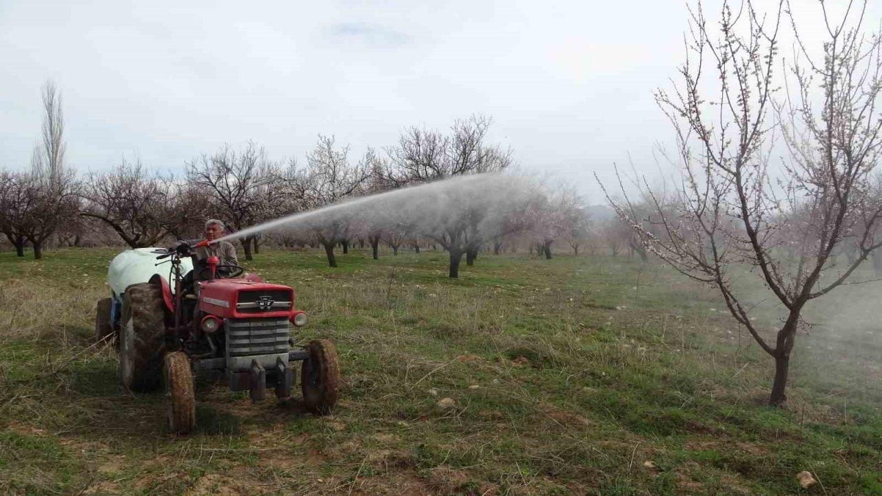 Depremin vurduğu Malatya’da kayısı üreticileri yeni sezona hazırlanıyor