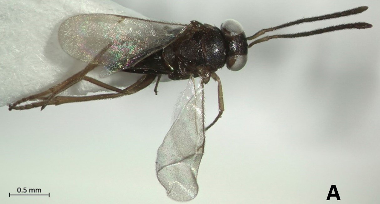 Aydın’da yeni bir böcek türü bulundu