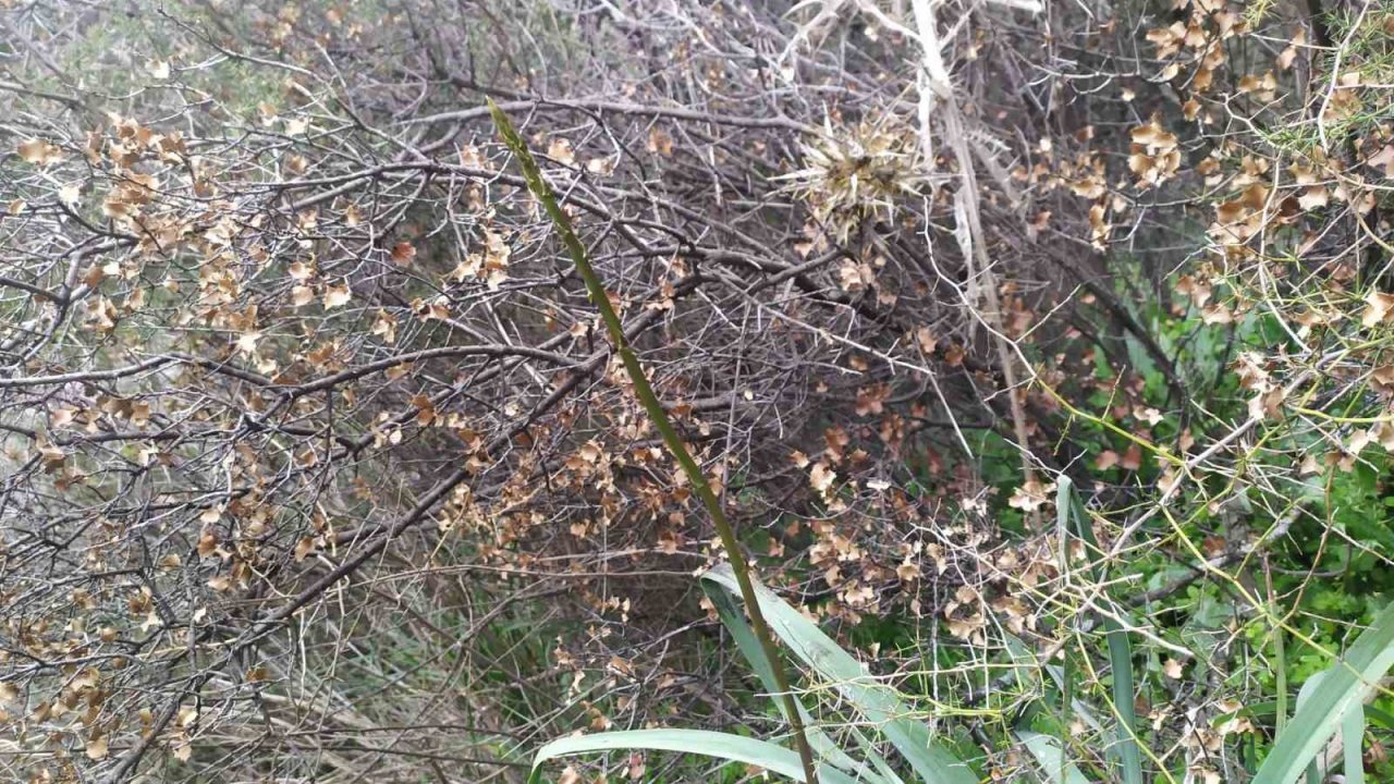 Aydın’ın acı otu, fiyatıyla da görenlerin yüzünü buruşturuyor