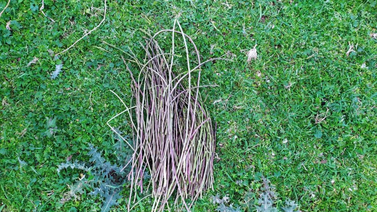 Aydın’ın acı otu, fiyatıyla da görenlerin yüzünü buruşturuyor