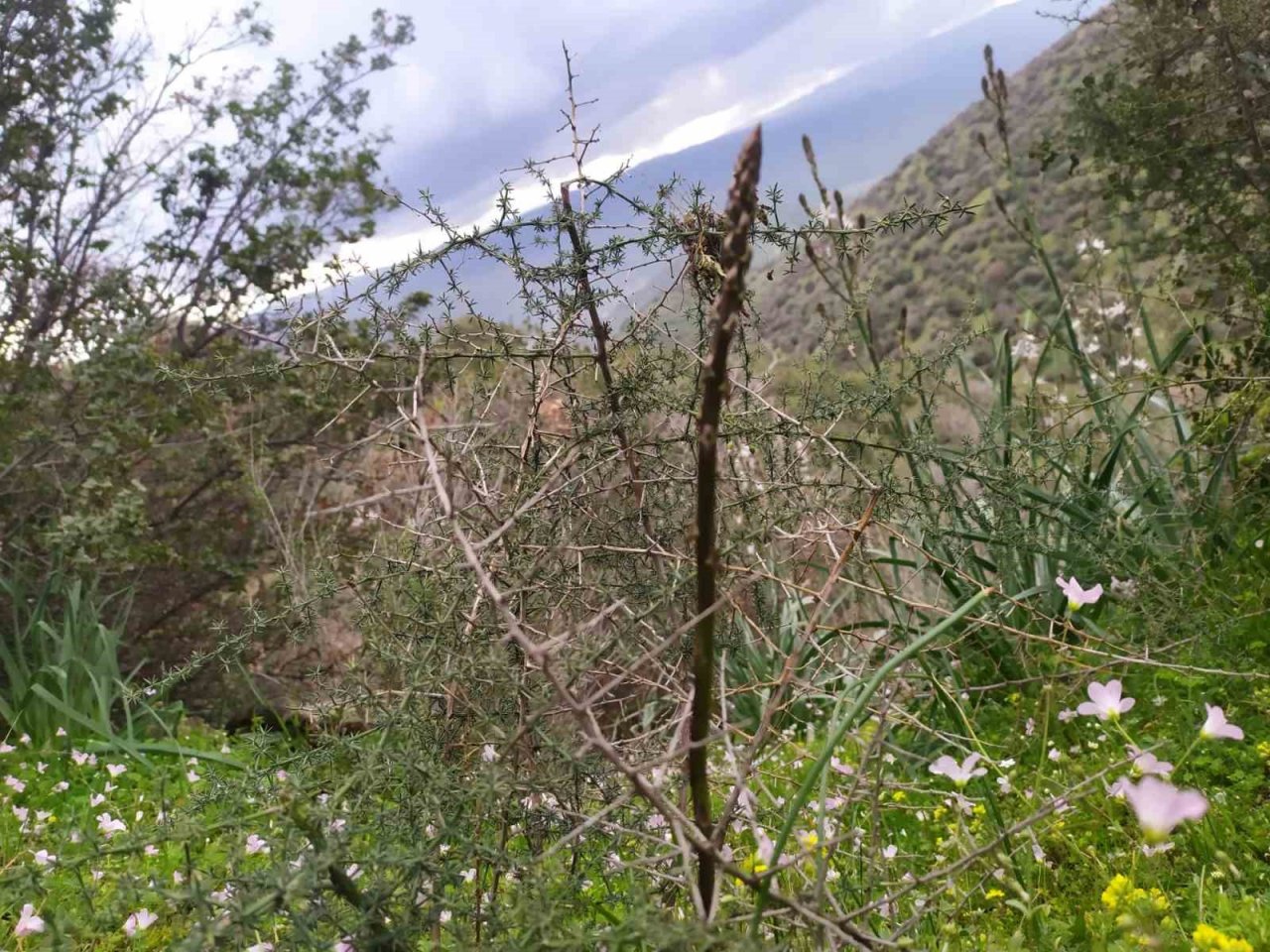 Aydın’ın acı otu, fiyatıyla da görenlerin yüzünü buruşturuyor