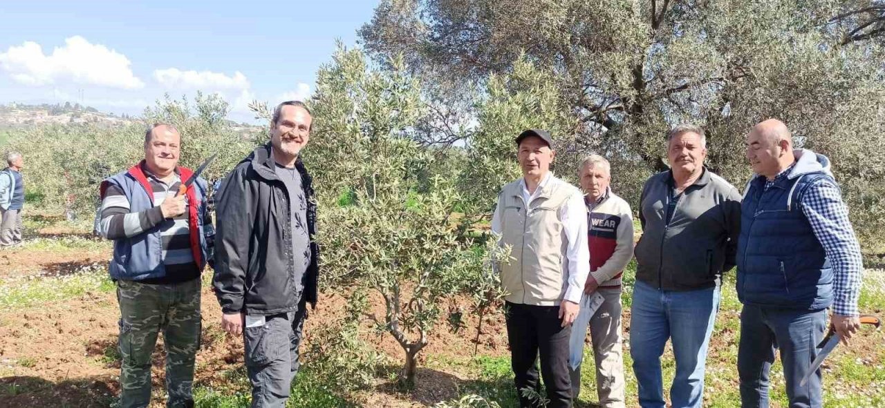 Zeytin budamayı uygulamalı öğrendiler