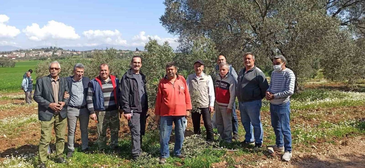 Zeytin budamayı uygulamalı öğrendiler