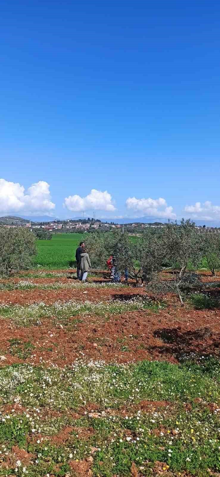 Zeytin budamayı uygulamalı öğrendiler