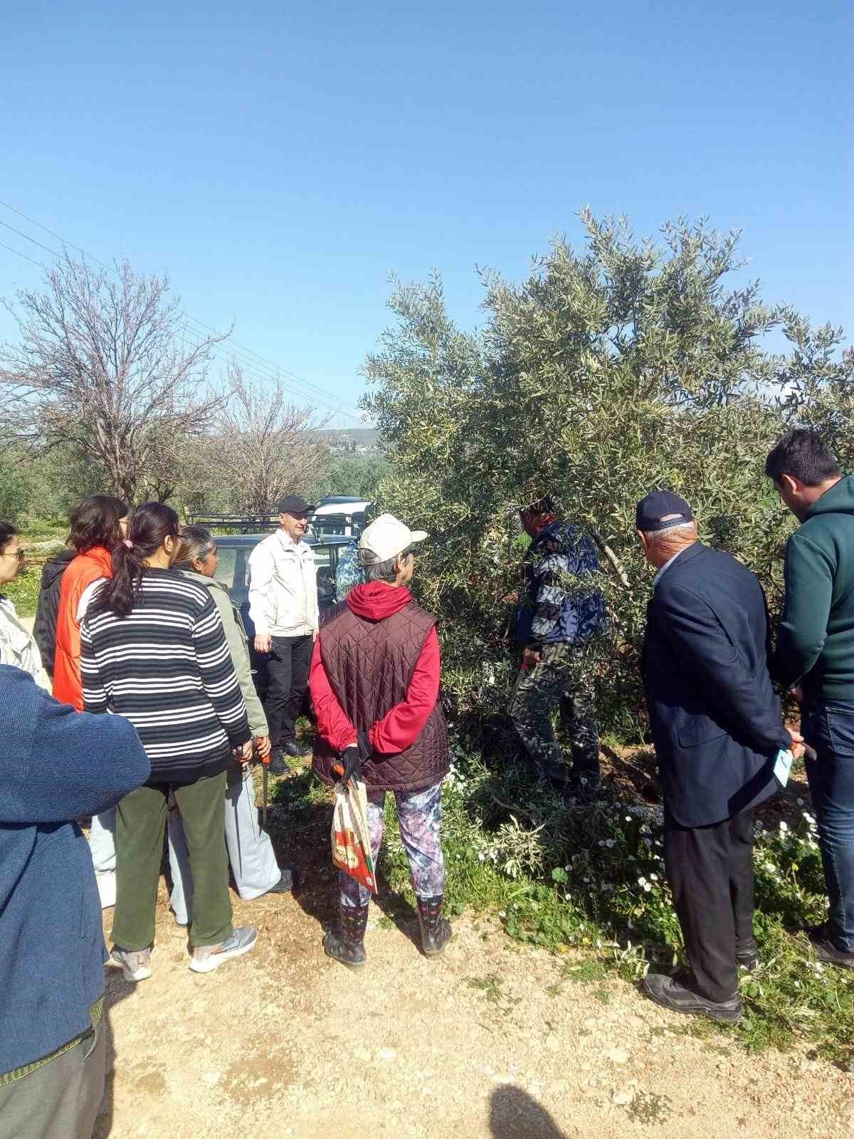 Zeytin budamayı uygulamalı öğrendiler