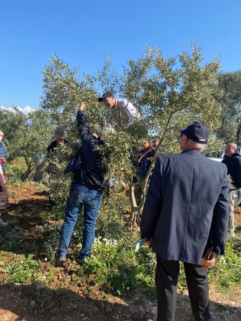 Zeytin budamayı uygulamalı öğrendiler