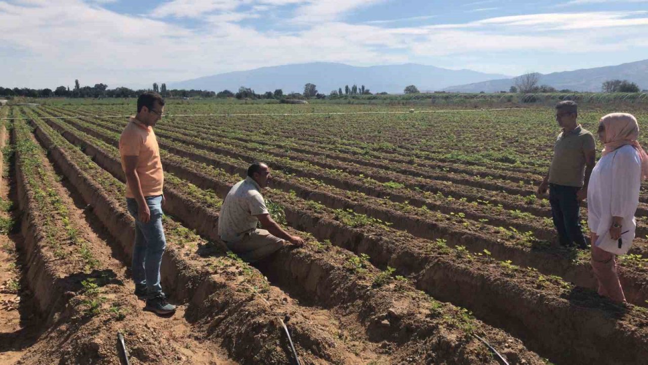 Çilek üreticileri yaprak bitleri hakkında bilgilendirildi