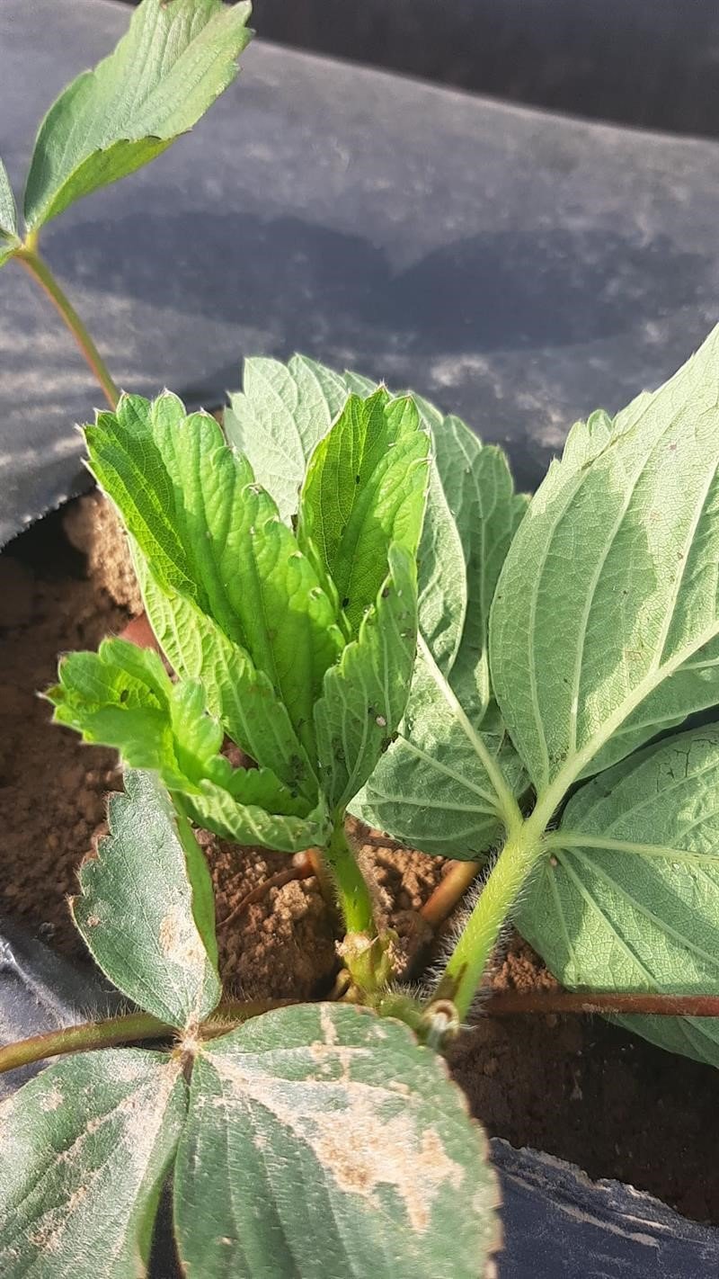 Çilek üreticileri yaprak bitleri hakkında bilgilendirildi