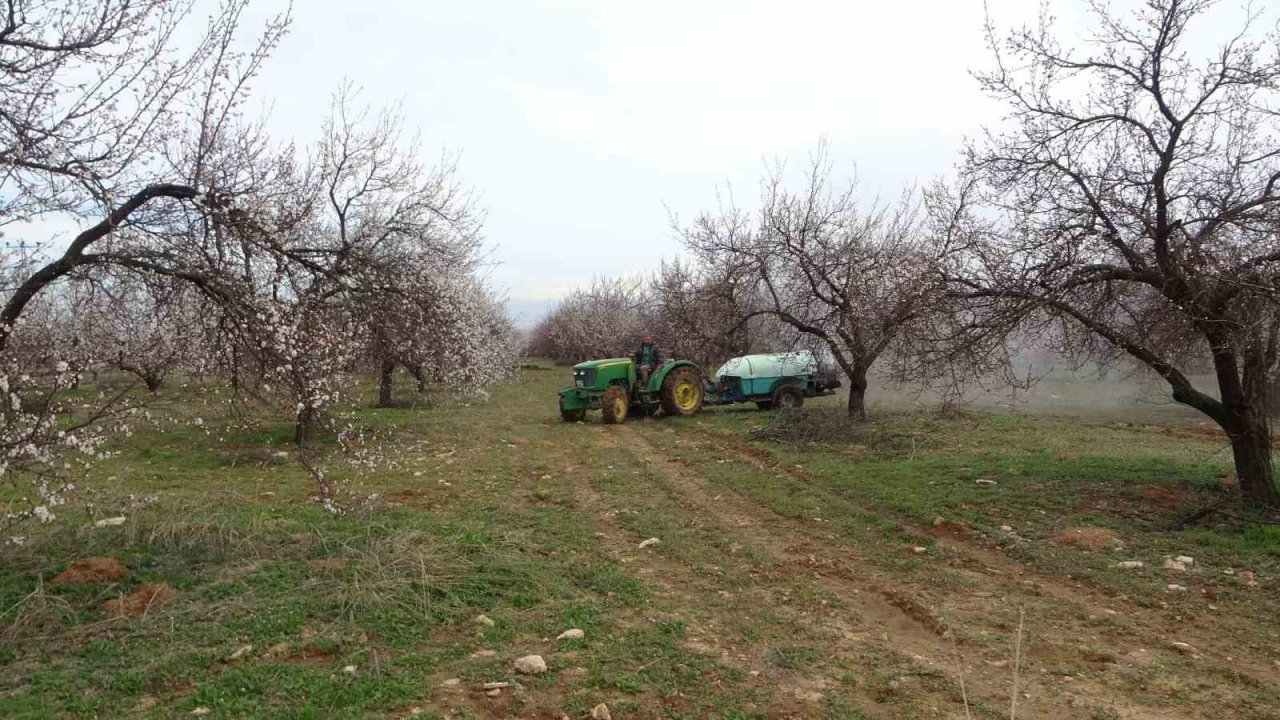 Depremin vurduğu Malatya’da kayısı üreticileri yeni sezona hazırlanıyor