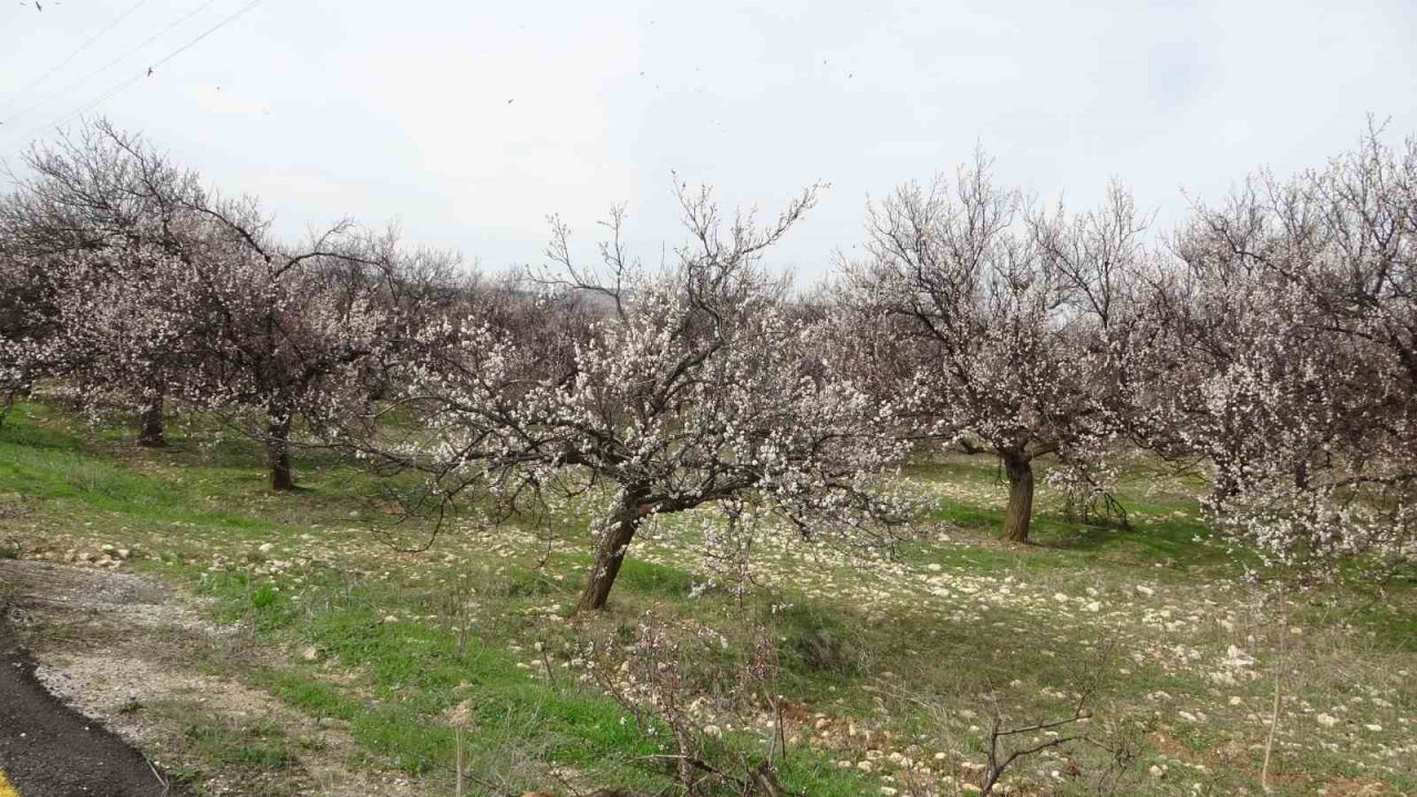 Depremin vurduğu Malatya’da kayısı üreticileri yeni sezona hazırlanıyor