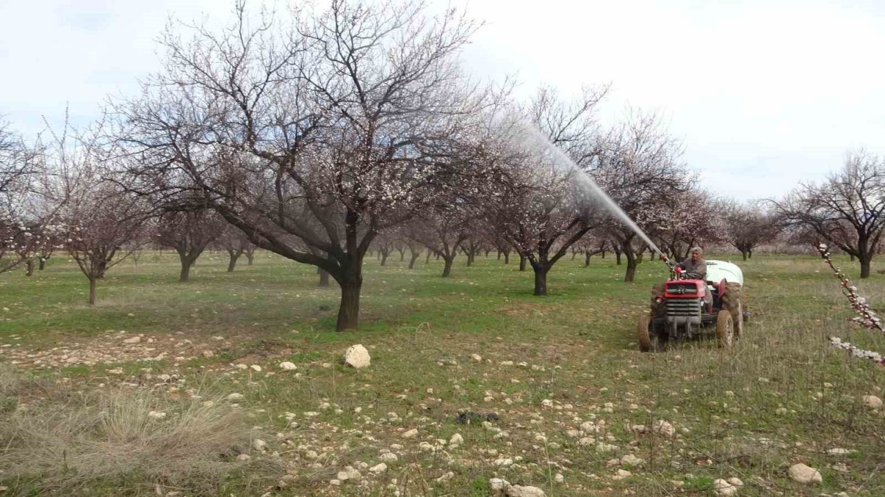 Depremin vurduğu Malatya’da kayısı üreticileri yeni sezona hazırlanıyor